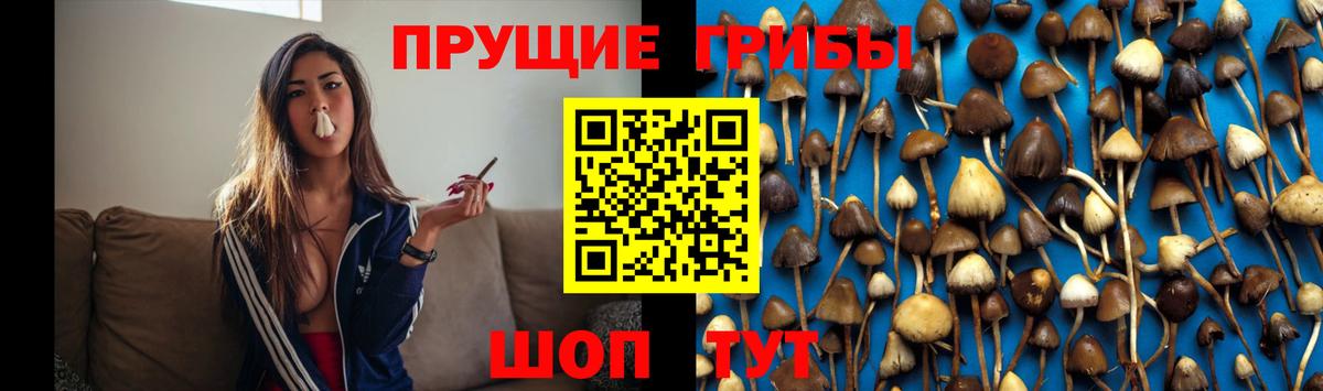 Галлюциногенные грибы Psilocybe  Галлюциногенные грибы Psilocybe  Татарск  Вход с VPN 